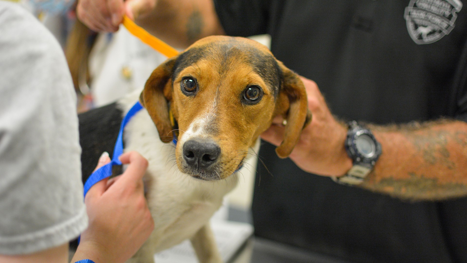 Missouri Rescue Humane Society of Missouri rescues dogs, puppies | ksdk.com
