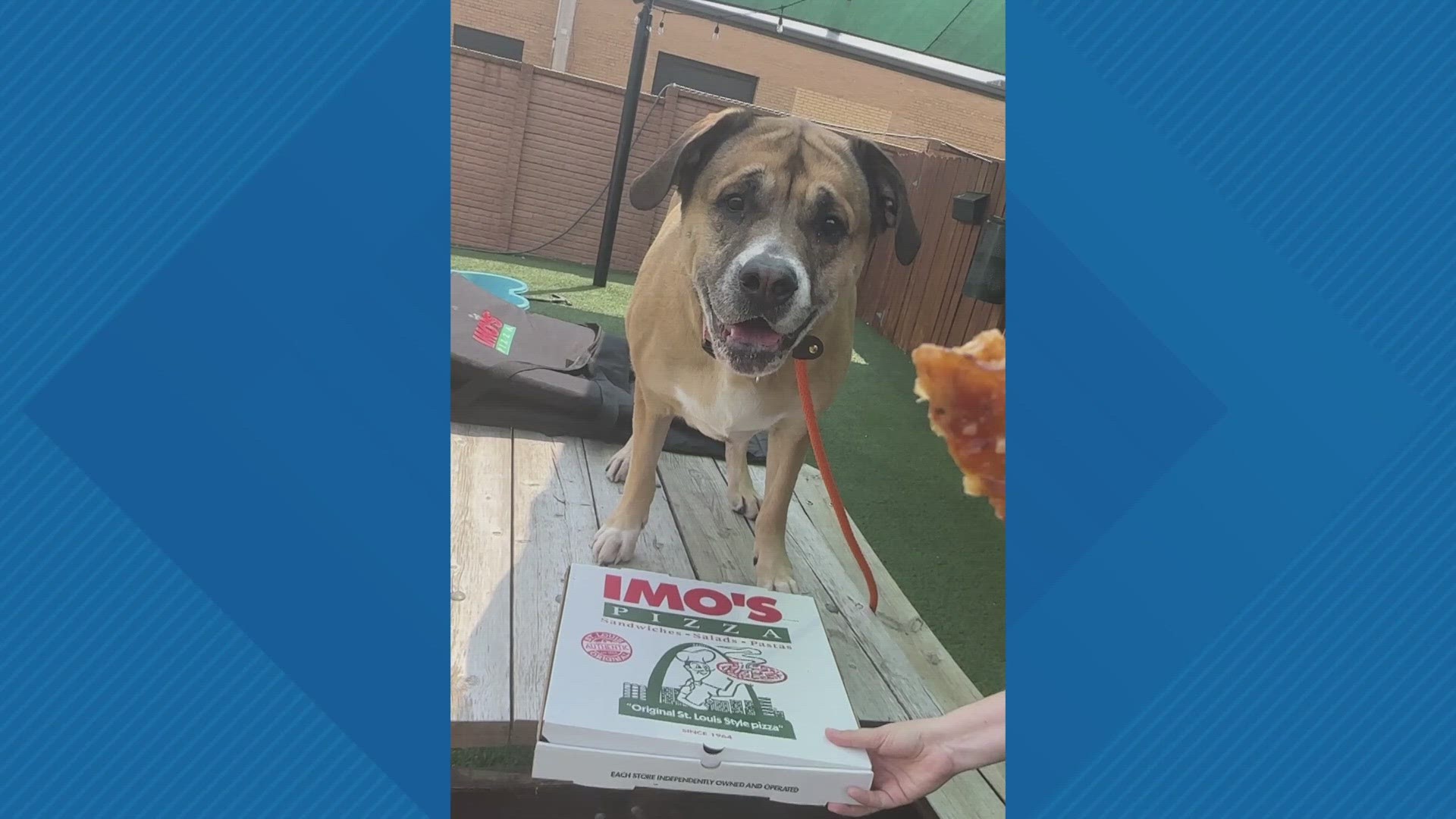 Stray Rescue and Imo's Pizza are hosting a pop-up adoption event Saturday. If you adopt a pet that is older than six months, Imo's will cover the adoption fees.