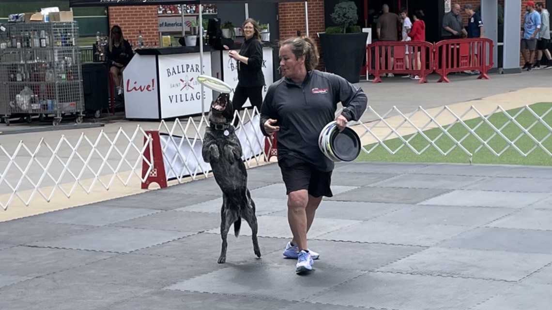 Dogs perform for Cardinals fans ahead of annual Purina Pooches in the