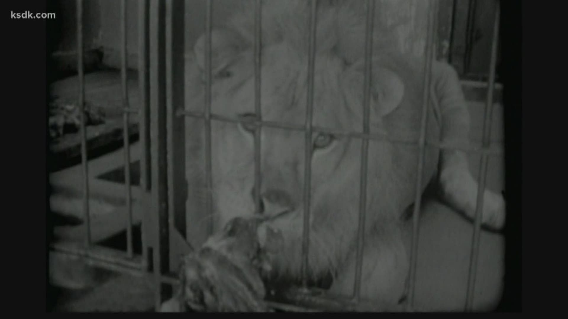 We go to the video vault for amazing footage of who was left to care for the animals.