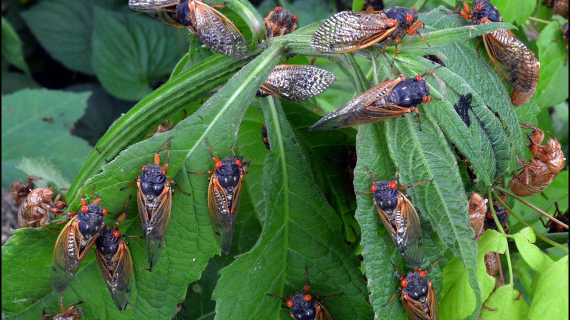 2024 Cicada app: Help map this year's brood emergence - Vimarsana News