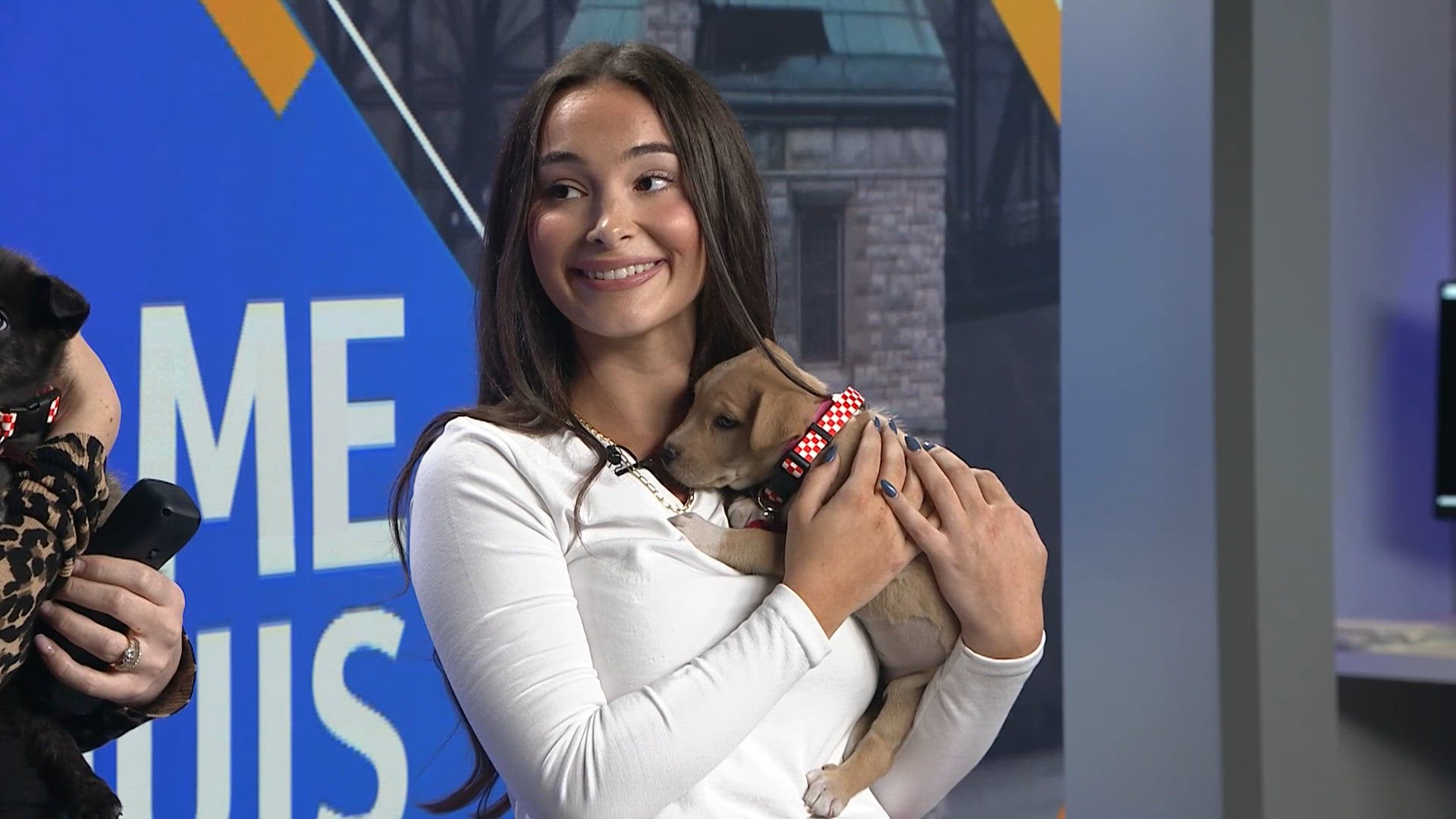 Purina to cover fees for first 100 adoptions at St. Louis pet event Nov. 1