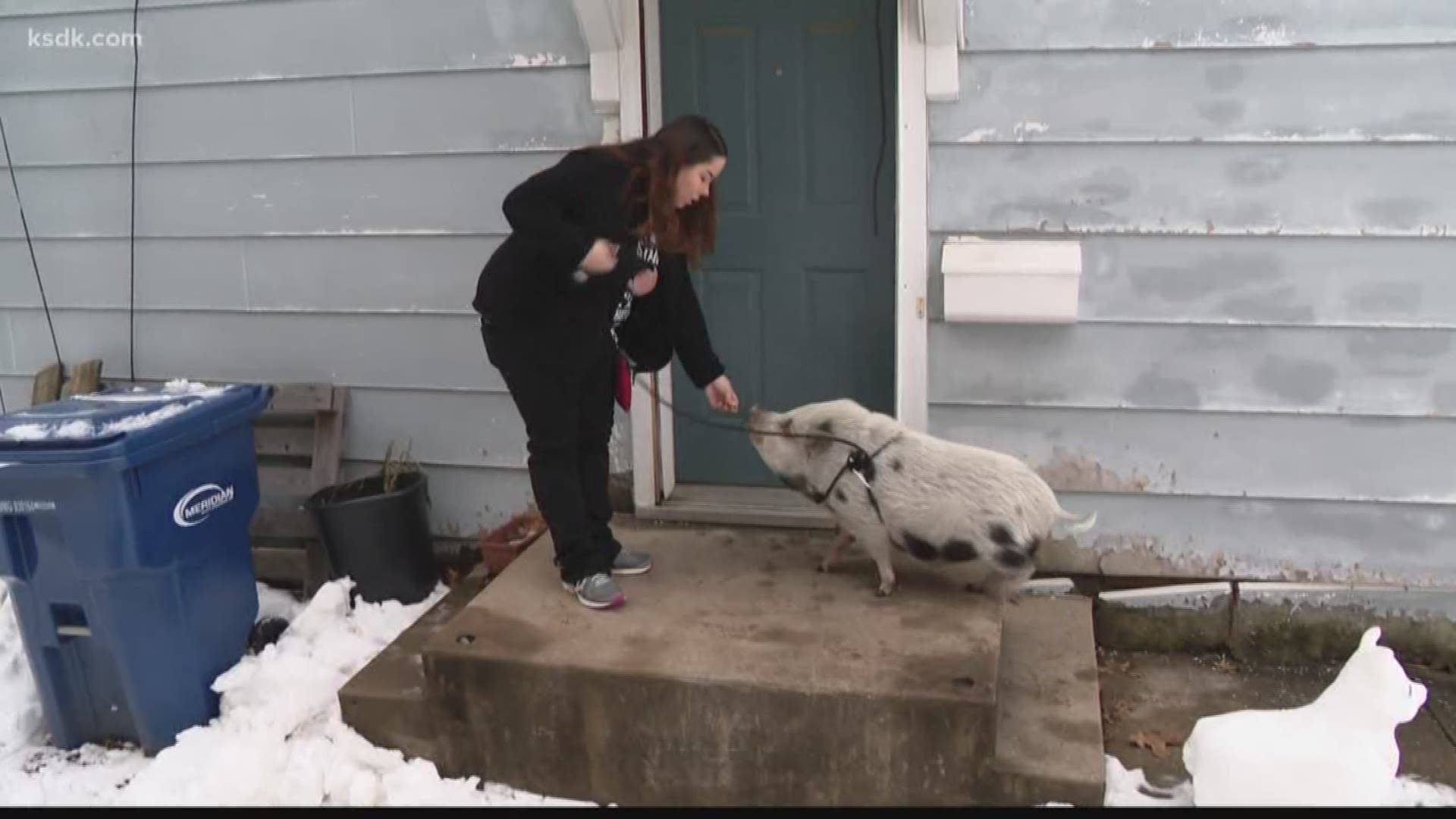 Amber lives in Lemay with her emotional support pet pig Hector. Last week, she went to grab Hector's leash, harness and wagon only to learn it had all been stolen.