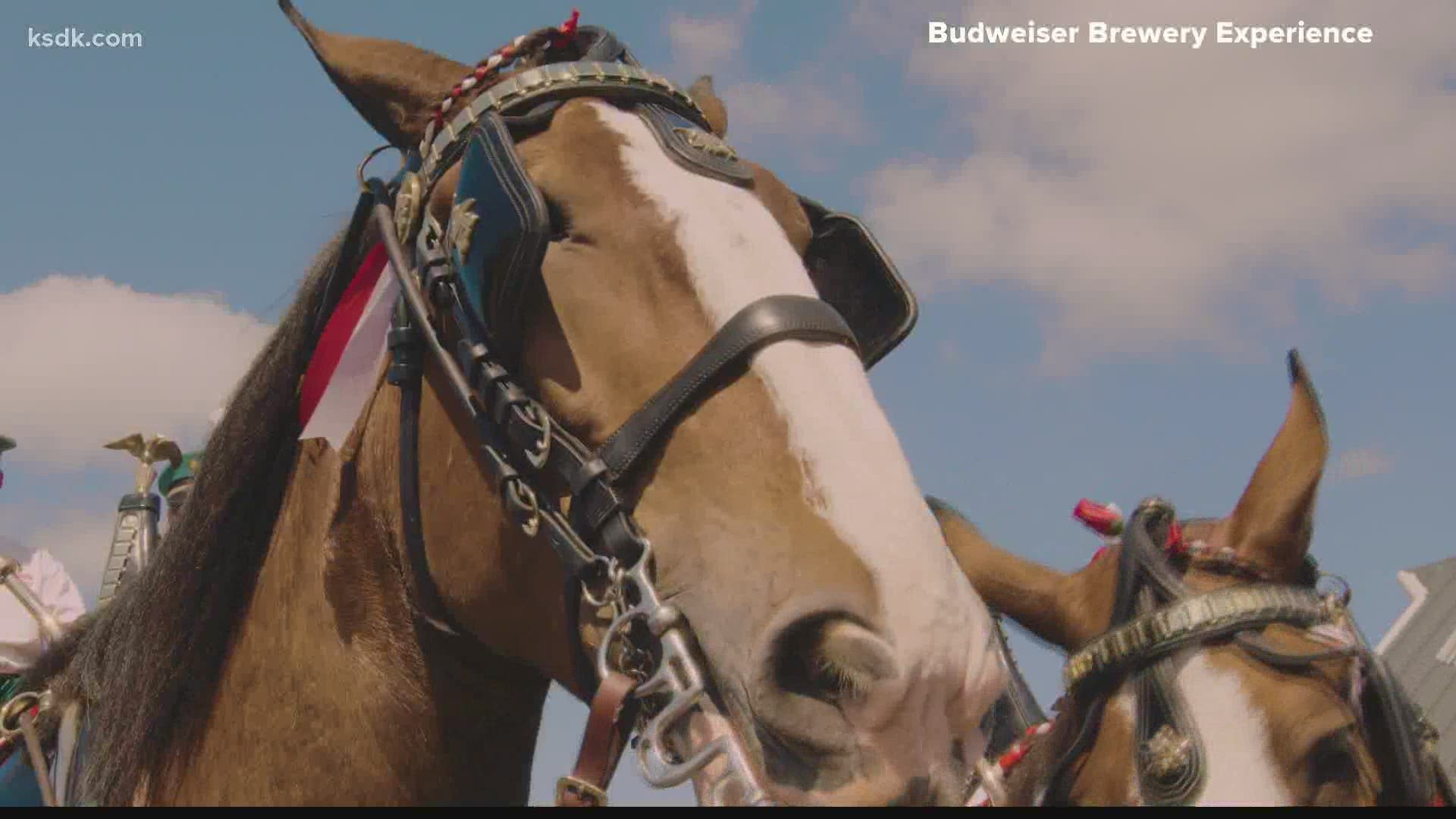 They're back! The one-and-only Clydesdales are back for Opening Day in St. Louis on Thursday