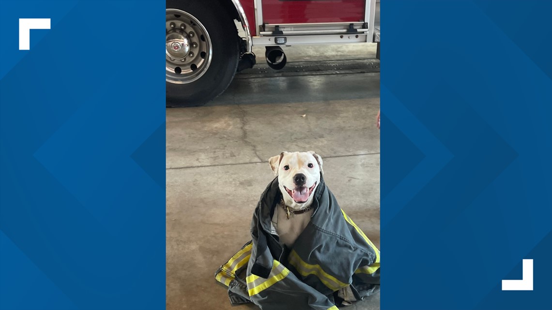 Lost dog finds home with fire department