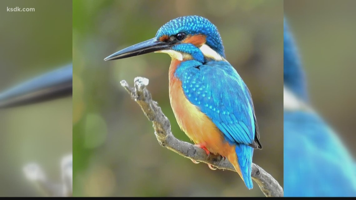 University Of Illinois Students Vote On Belted Kingfisher As New Mascot