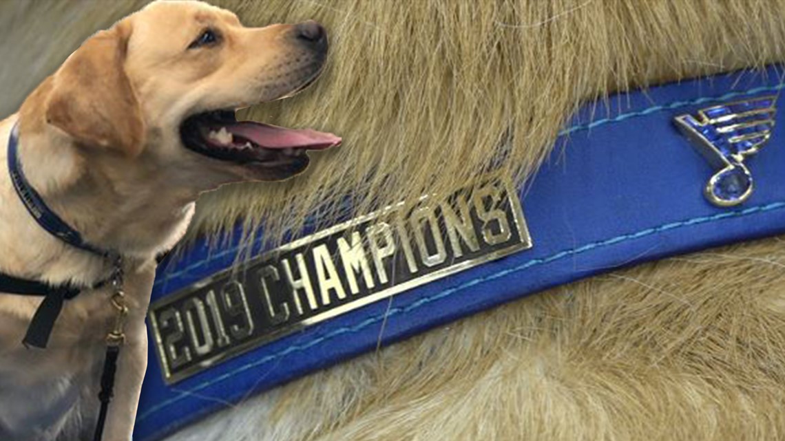 St. Louis Blues Mascot Earns First-Ever Stanley 'Pup' Championship Collar
