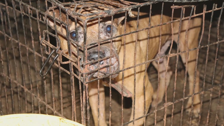 North County police release photos, video in dog fighting case
