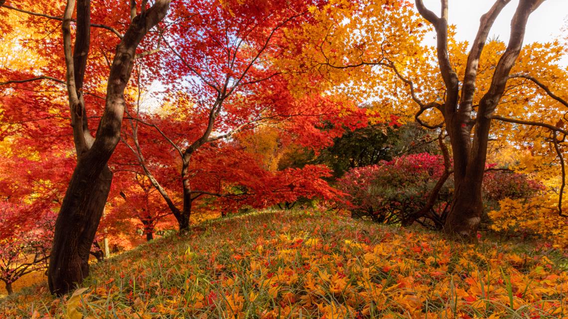 St Louis Fall Foliage Guide Best Leaf Peeping Spots