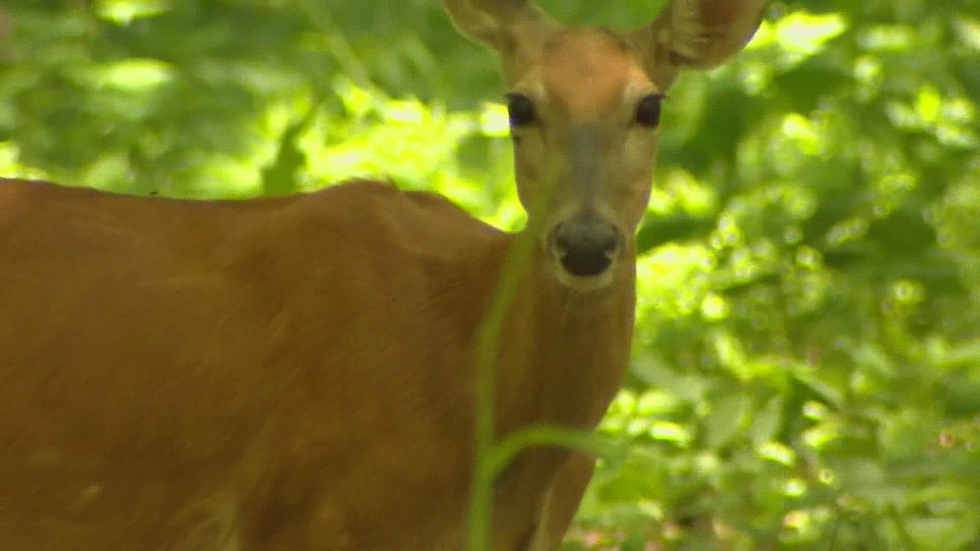 Deer Mating Season Reaches Peak In Missouri Ksdk