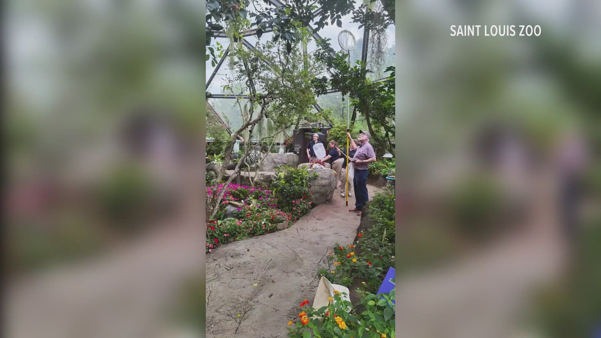 Staff at the Saint Louis Zoo launched a rescue effort after a historic tornado broke the butterfly dome. Here's how they recaptured the insects.