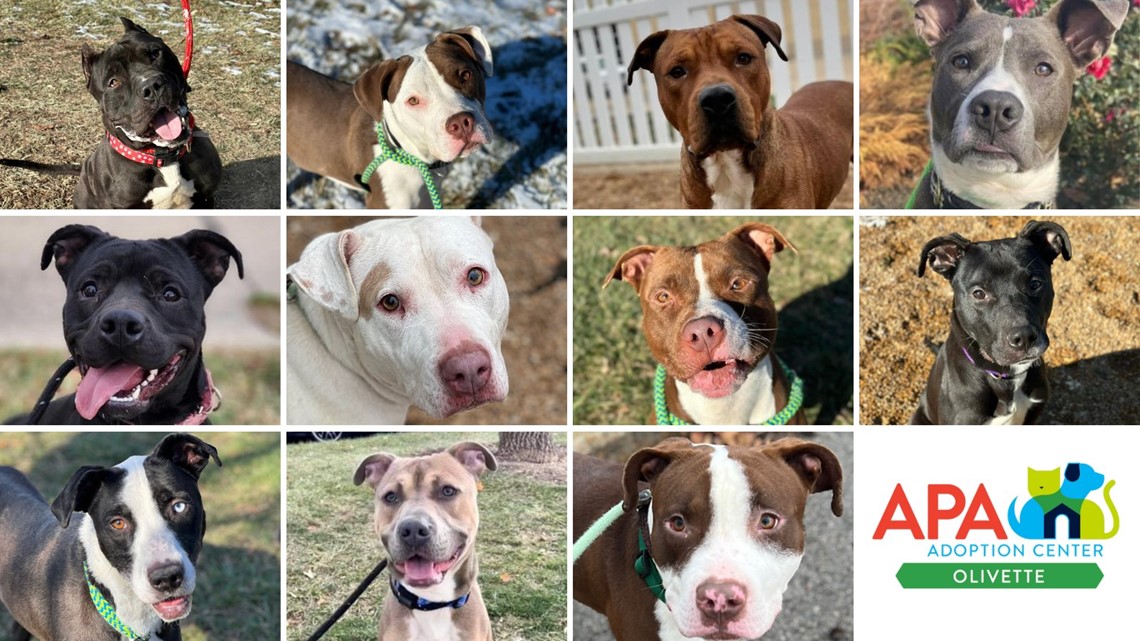 APA Olivette is now open offering volunteer, adoption options | ksdk.com