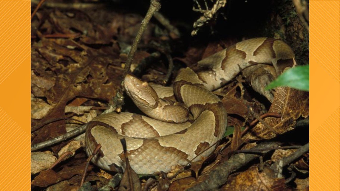 Baby Copperheads Are Being Born In Missouri Ksdk Com