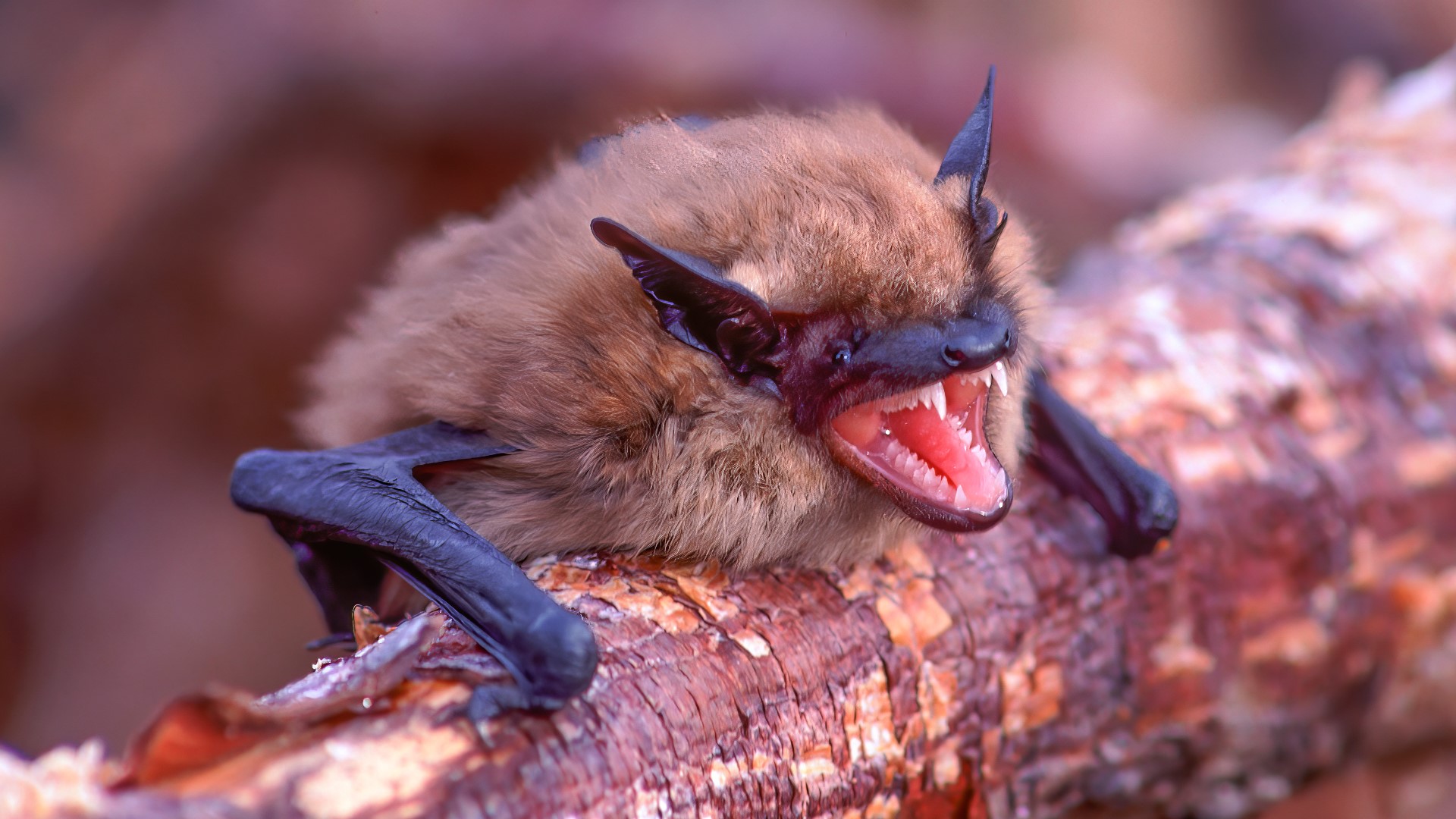 Rabid bats found in St. Louis County, officials say | ksdk.com