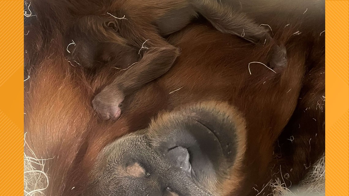 Baby orangutan born at Saint Louis Zoo - Vimarsana News