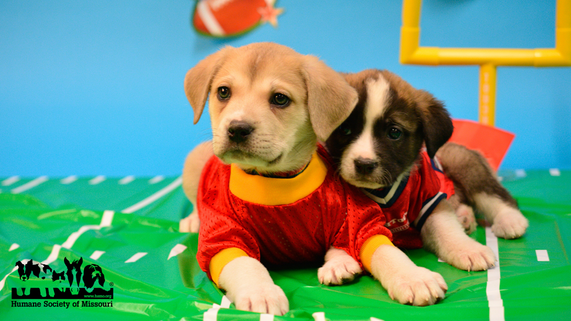 what time is the puppy bowl 2018