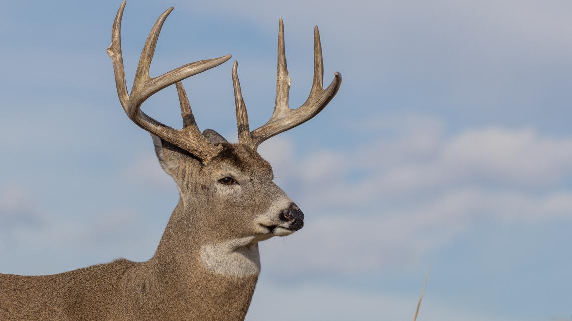Big changes headed for Missouri deer hunting, driven by spread of 100% fatal disease