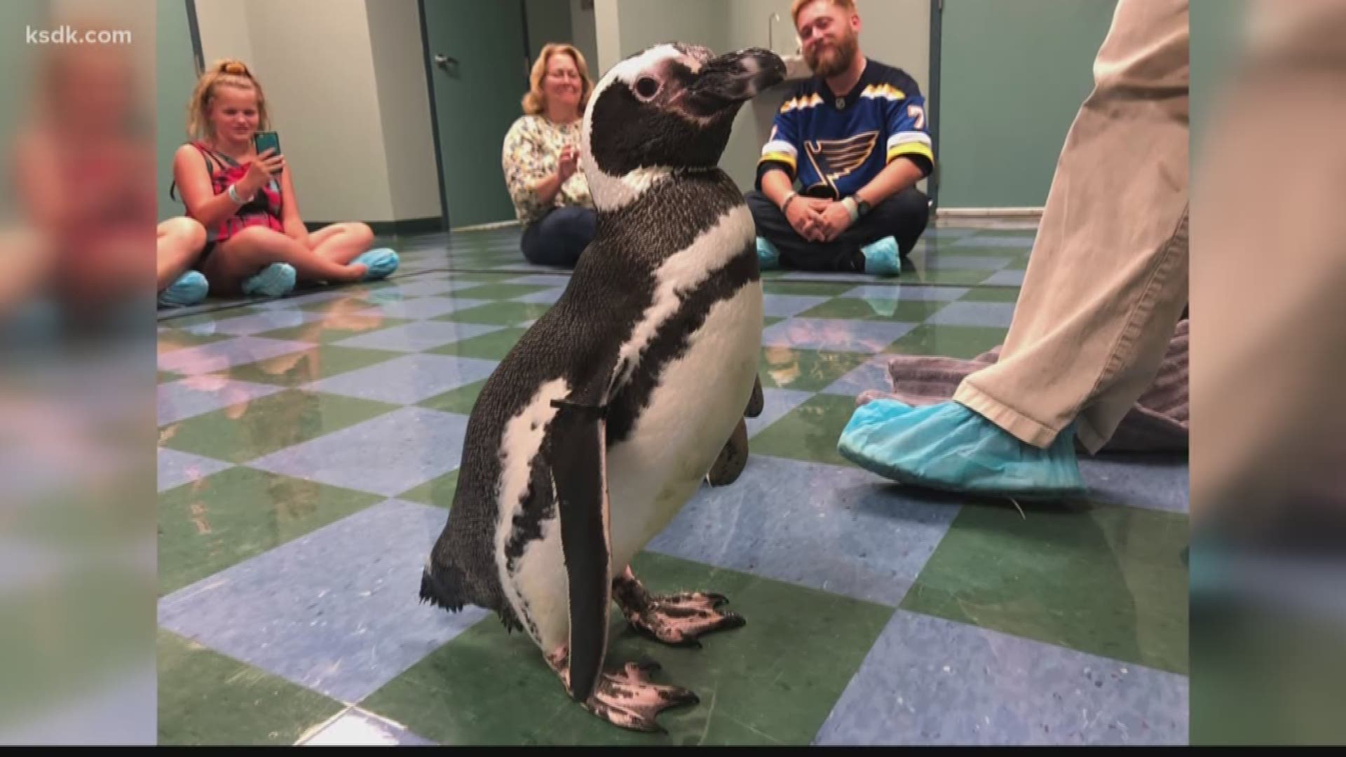The Saint Louis Zoo is home to more than 80 penguins... and thanks to some of their behind-the-scenes tours, you can now meet some of them. It's an experience you'll never forget!