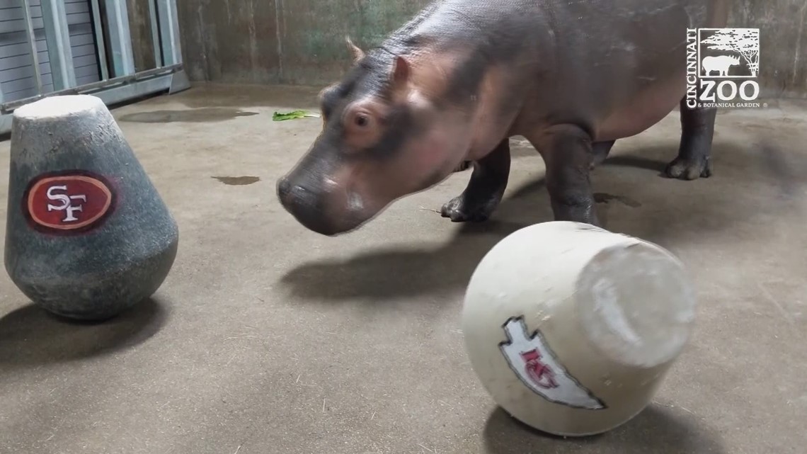 Watch: Fiona the Hippo's Super Bowl prediction goes rogue