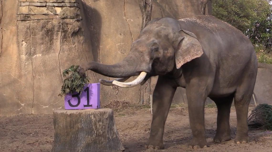 Raja Turns 31 At The Saint Louis Zoo | Ksdk.com