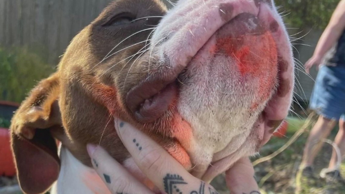 Wright City police investigate claims that dog was spray painted