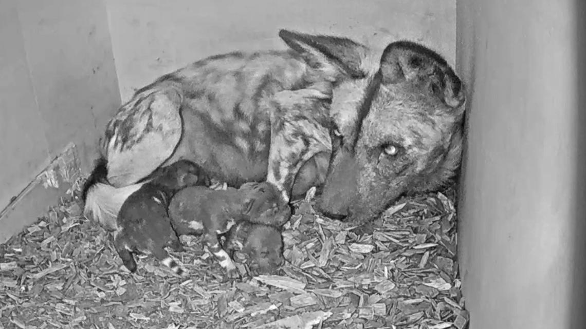 Saint Louis Zoo welcomes 4 African painted dog pups