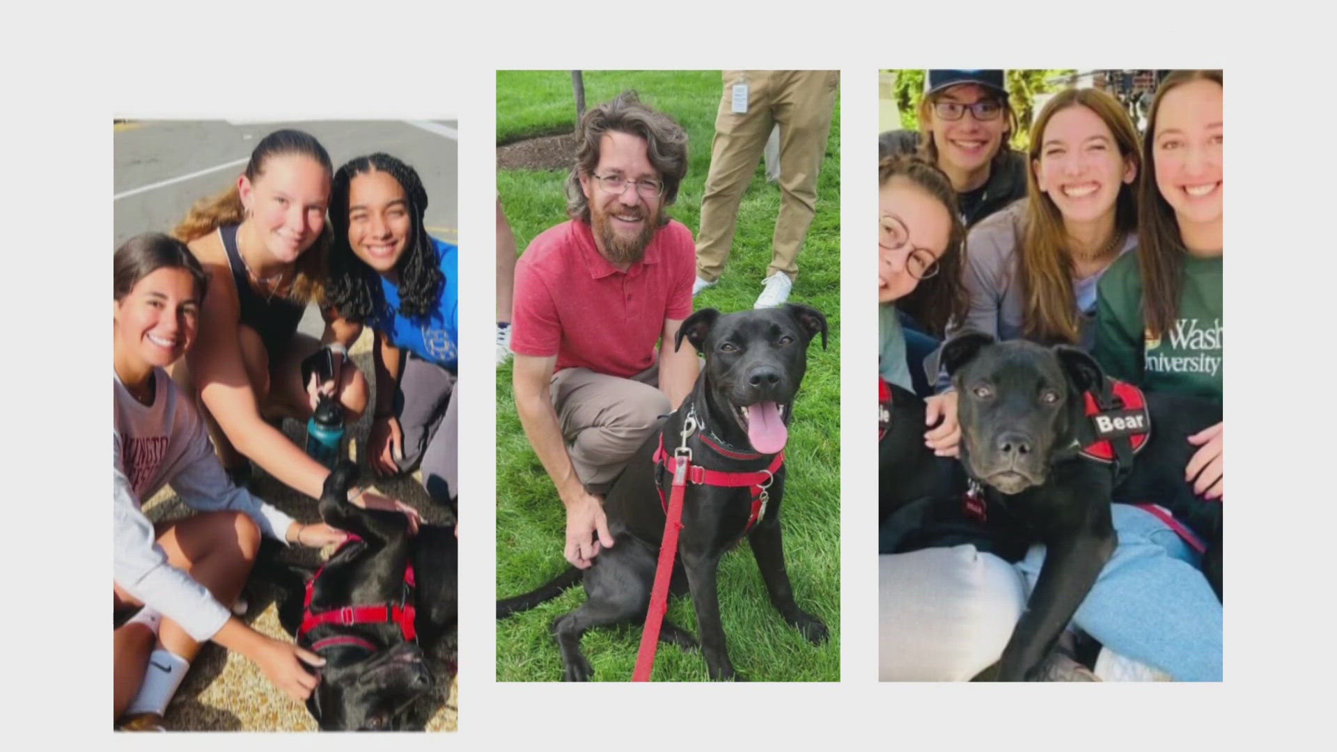 Two of Washington University's most popular figures don't pay tuition or live on campus. They're a canine duo spreading calm and comfort to students and faculty.