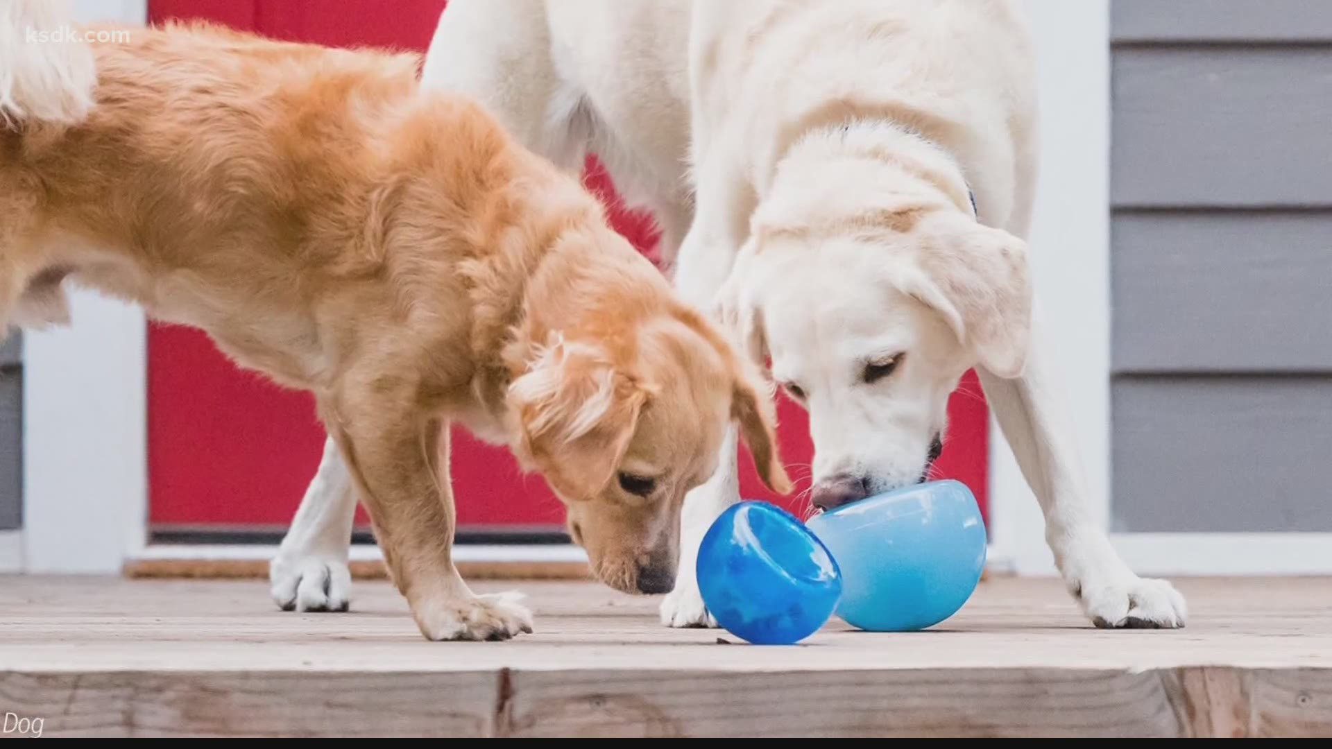 Getting the most out of your dogs puzzle toys