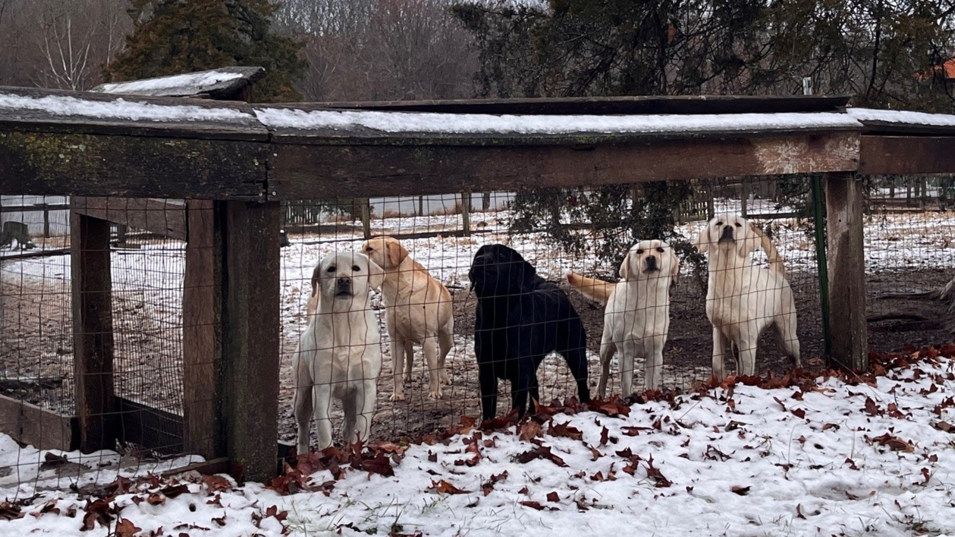 Lab Rescued Dogs 97 Labrador Retrievers rescued by HSMO in Phelps County | ksdk.com