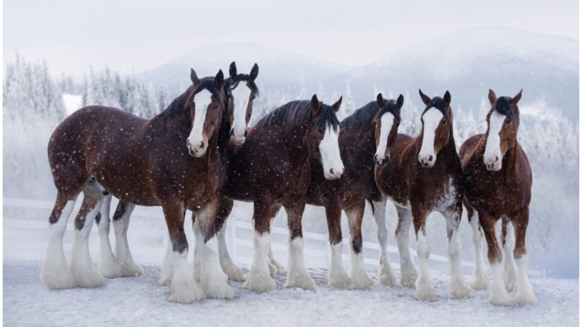 super bowl commercials 2025 anheuser busch commercial