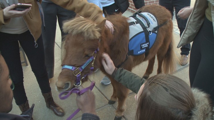 Miniature Horses helping students de-stress before final exams
