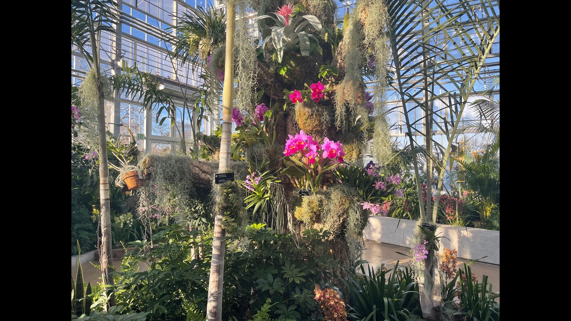 Orchid Show returns to Missouri Botanical Garden