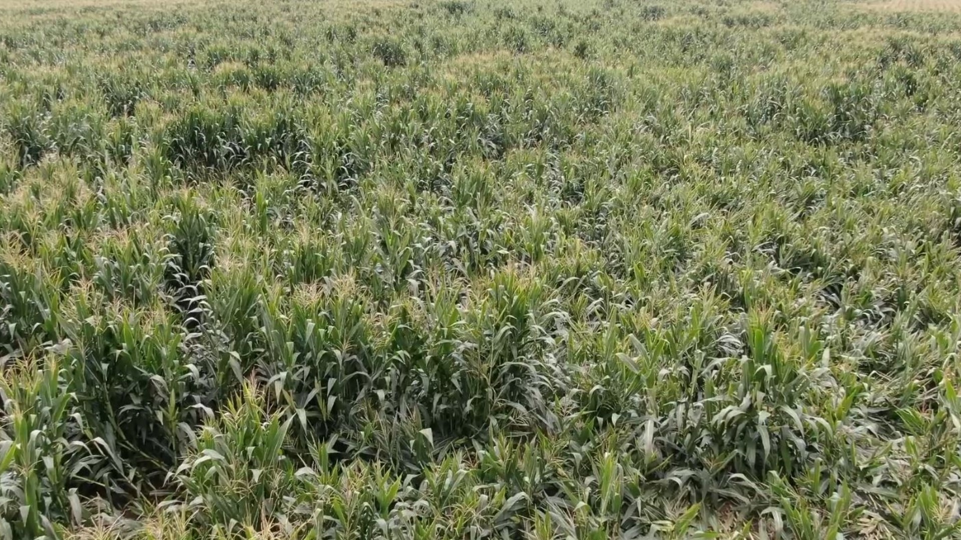 Drone video shows crop damage from storms in Madison County, Illinois. Damage on New Poag Road, about a half mile west of SIUE.