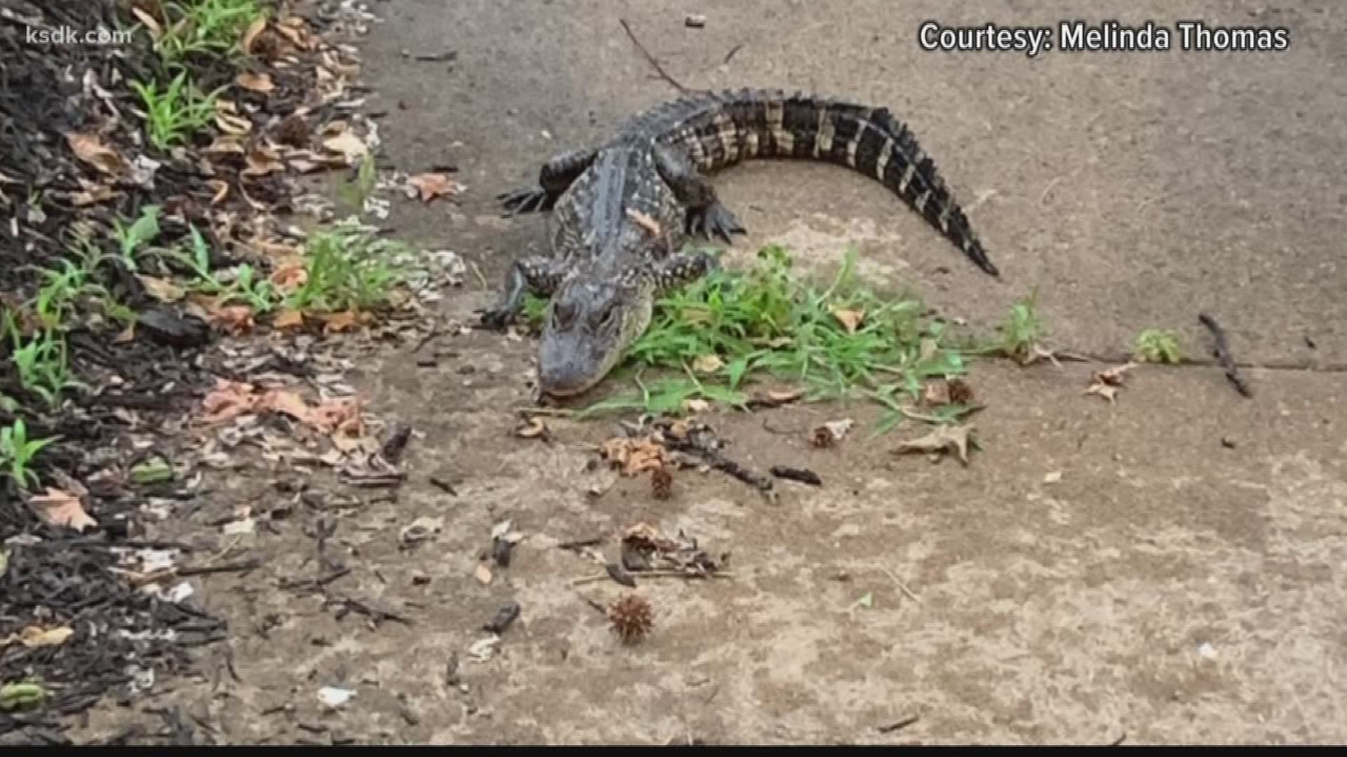 Alligators aren't native to Missouri, but one made himself at home in a Dutchtown neighborhood last week.