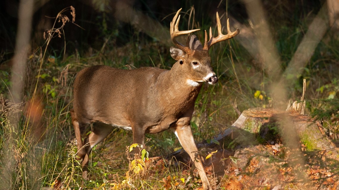 Missouri harvest nearly 200K deer during November firearms season