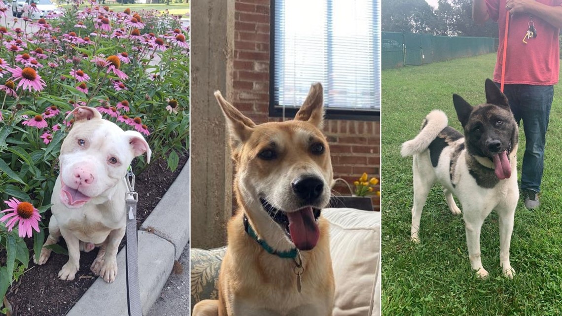 St. Louis animal shelter needs foster homes