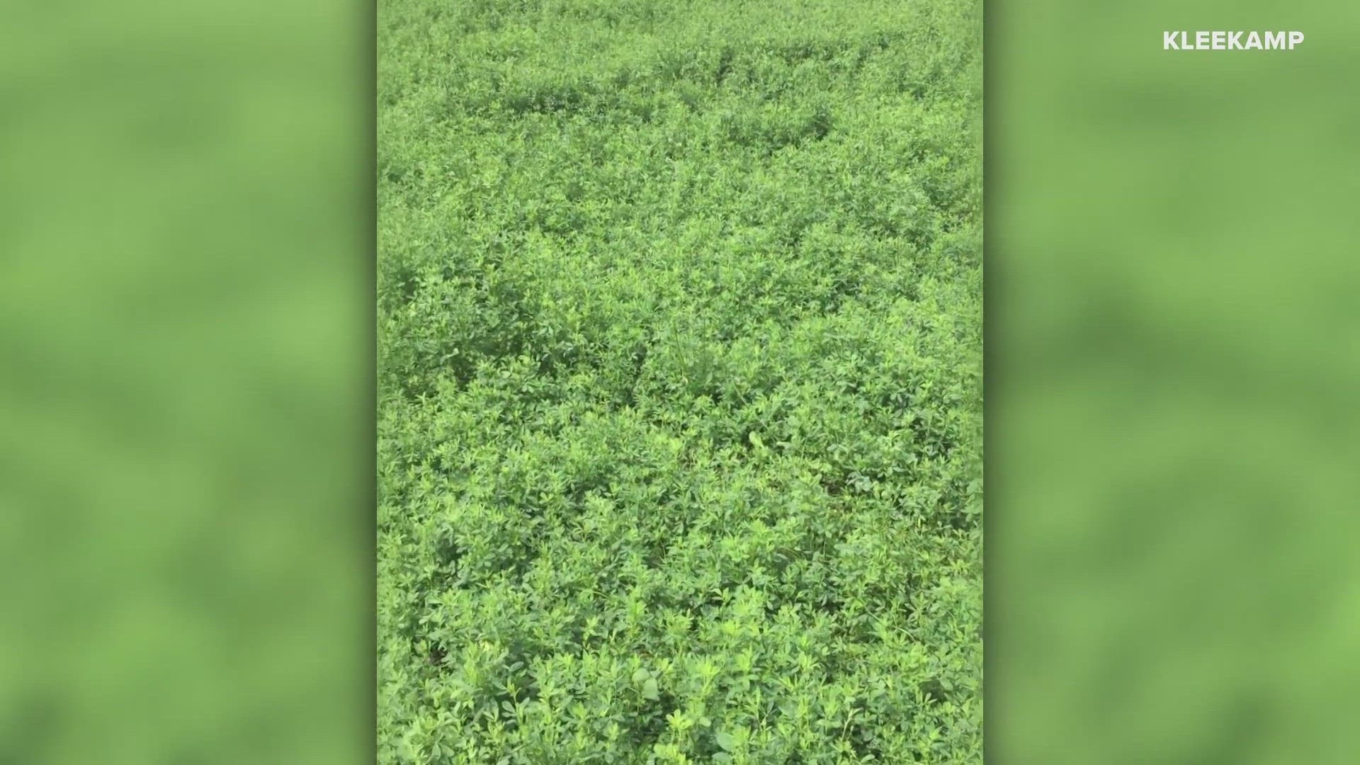 Missouri and Illinois have been under drought conditions all summer, but after last week's heavy rains are farmers expecting to see a change in status?