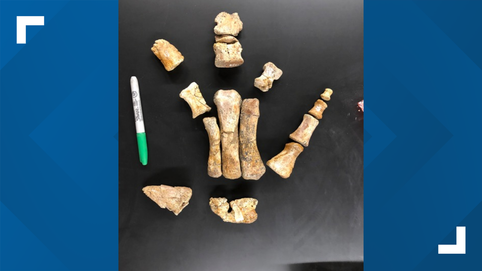 See dinosaur newly discovered in Missouri