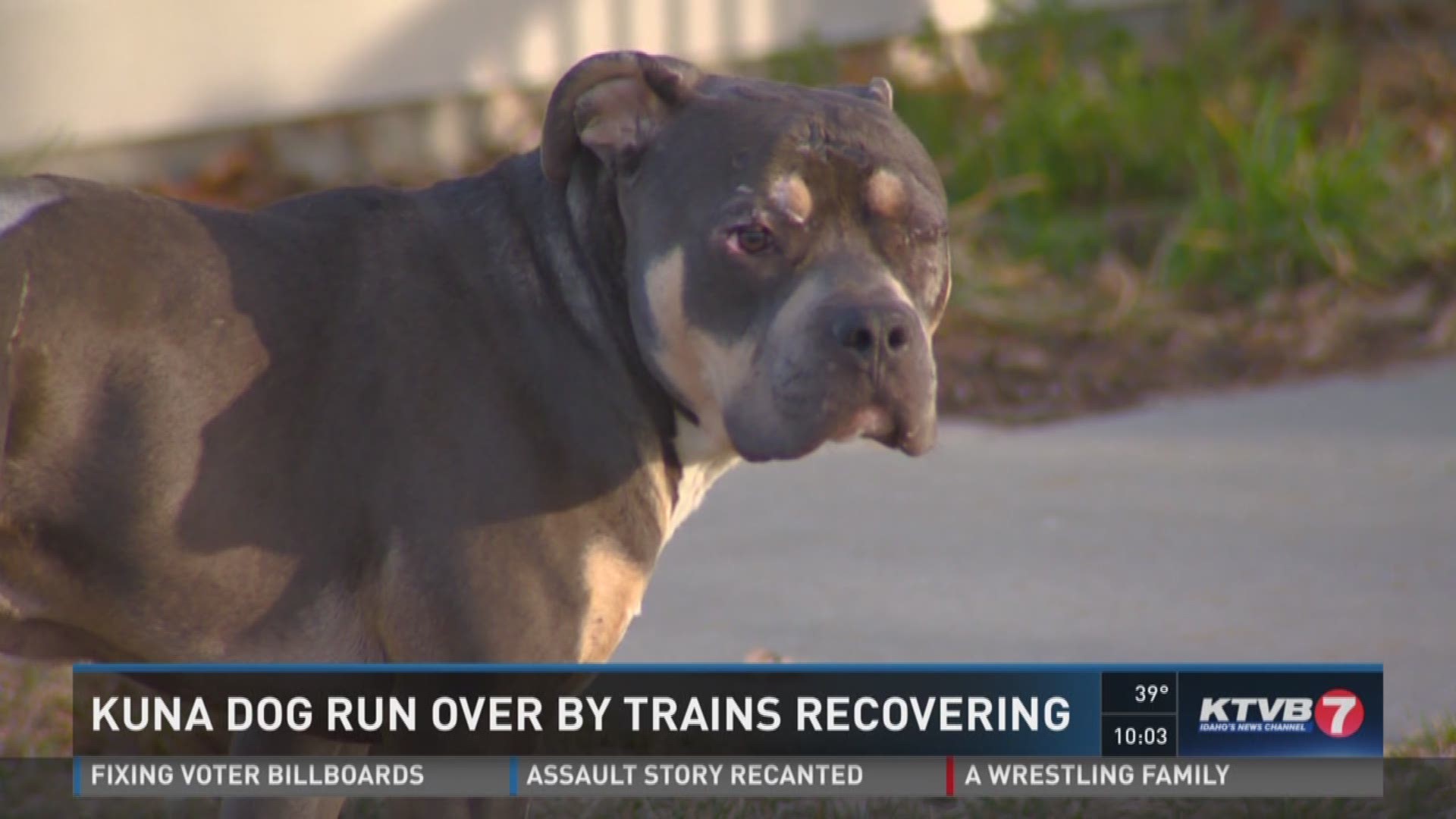 Kuna dog run over by trains recovering.