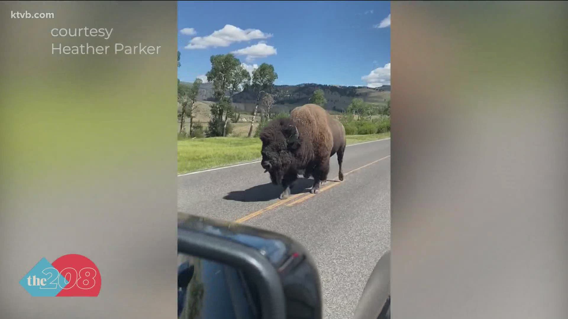 Boise mom Heather Parker and her three kids got to see the grunting bison up close during a recent visit to the national park.
