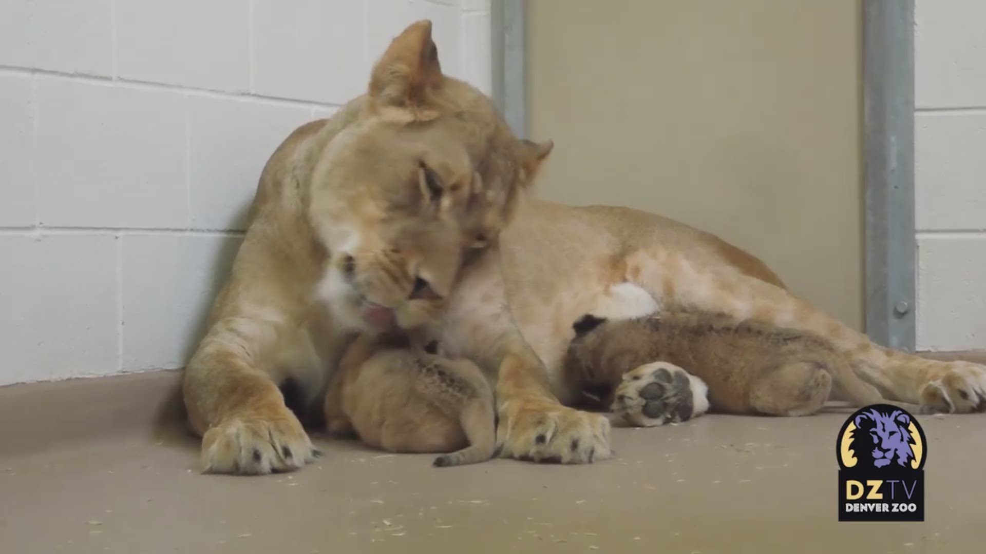 Kamara is celebrating Mother's Day after giving birth to cubs at the Denver Zoo!