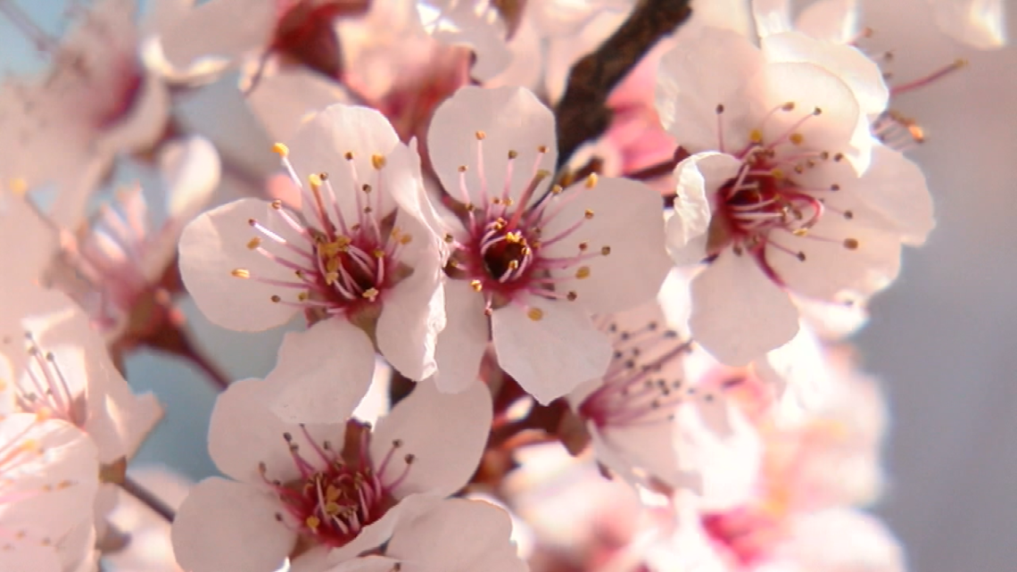 Missouri Botanical Garden's cherry blossoms hit peak for 2021