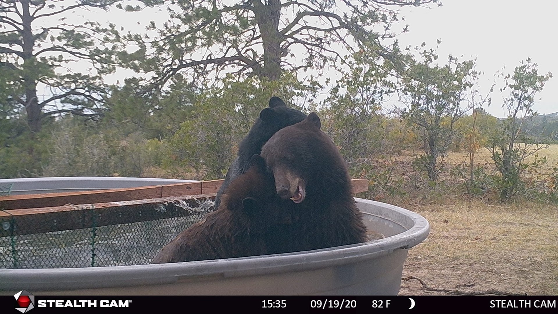 These photos are courtesy the HCRA Backcountry Wilderness Area in Douglas County, which captured some beary good images.