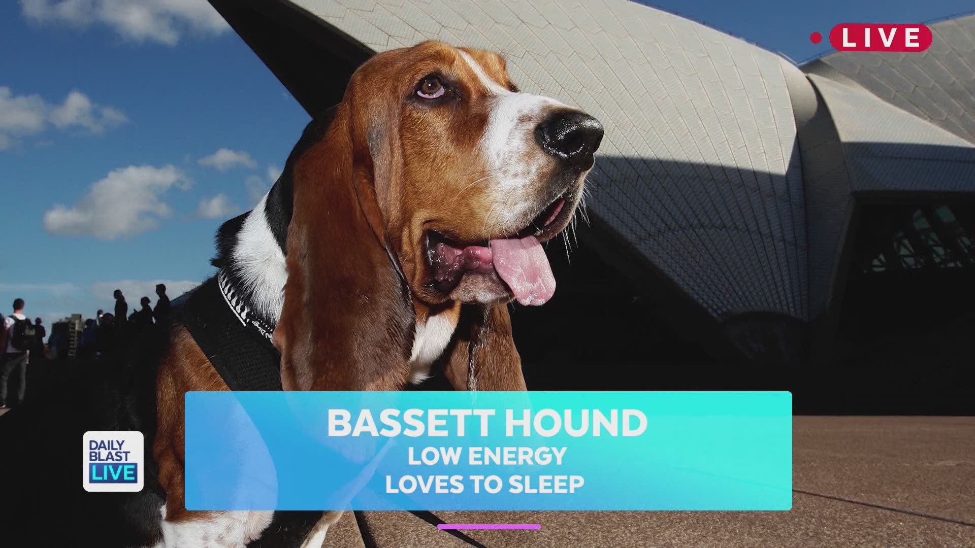 Are you a go-getter with a busy career? Turns out you can still own a fluffy friend! Daily Blast LIVE has rounded up some of the best dog breeds for your 9-5 lifestyle. Of course no dog wants to be left alone for too long, but with a healthy mix of work a