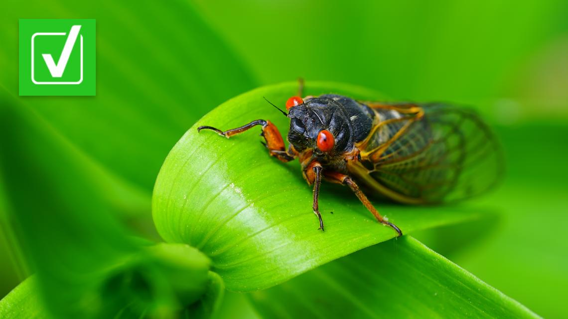 Missouri cicadas reach peak emergence, numbers to begin declining