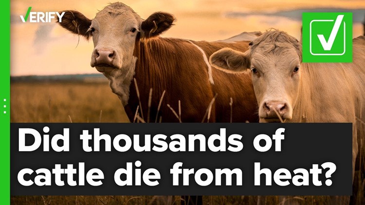 Yes, heat did lead to the deaths of thousands of cattle in Kansas