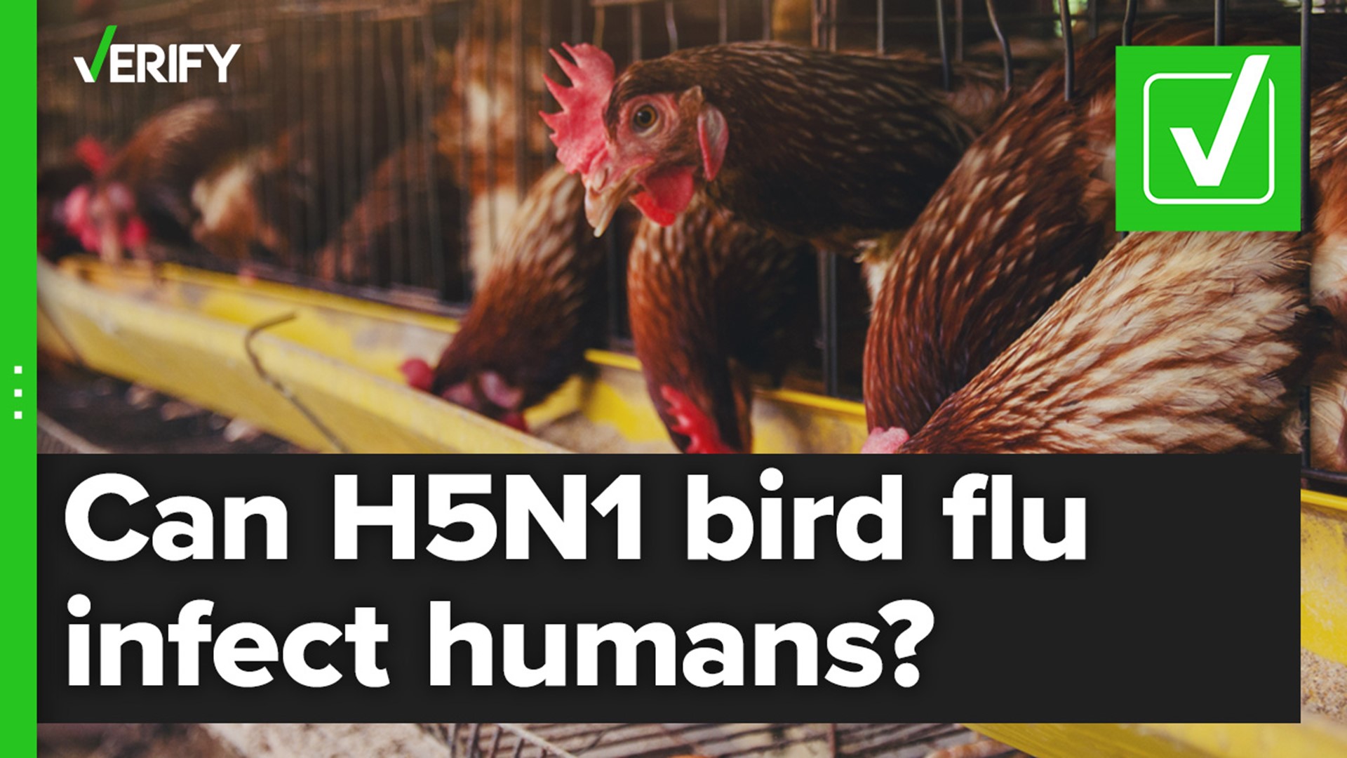 People who don’t directly interact with birds are unlikely to catch the virus and properly cooked poultry is still safe to eat, experts say.