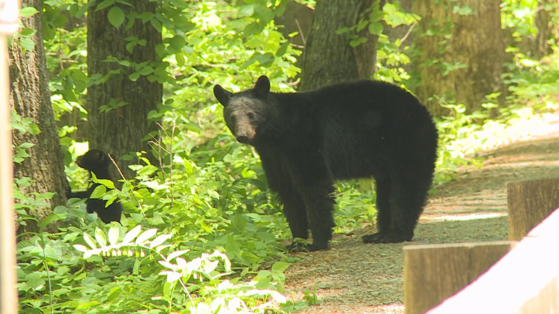 It marks only the second recorded bear fatality in the history of the park.