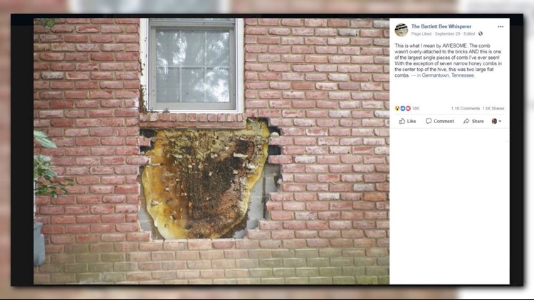Holy honeycomb! Beekeepers remove massive honeycomb from behind brick on house