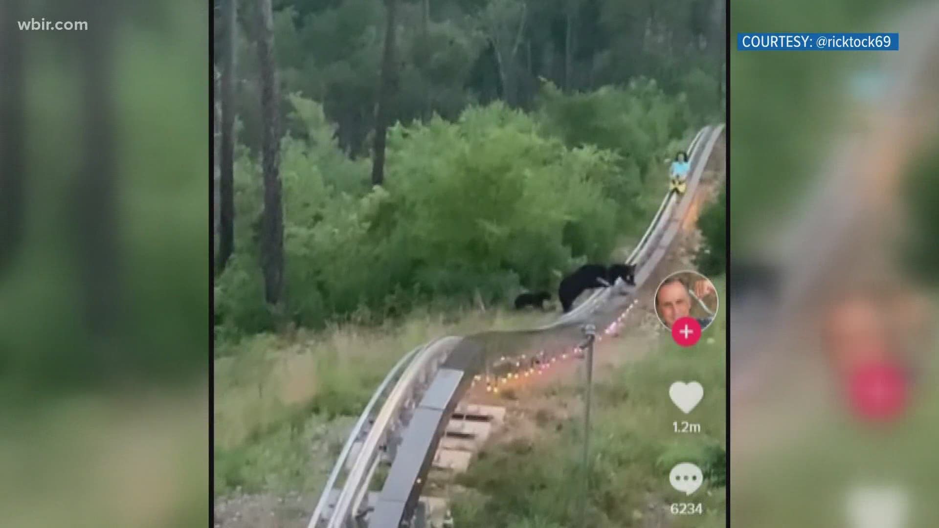 The bears actually hopped on the tracks in front of the mountain coaster rider as he was descending a hill.